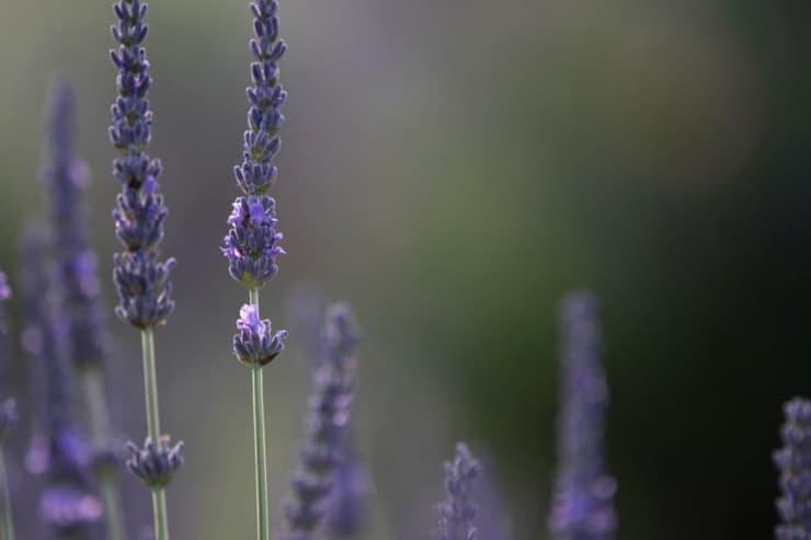 A levendula fajtákról