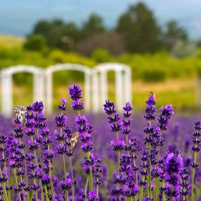 Levendula virágzás