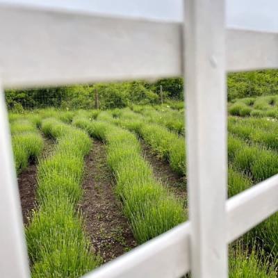 Tavaszi Levendulak 02