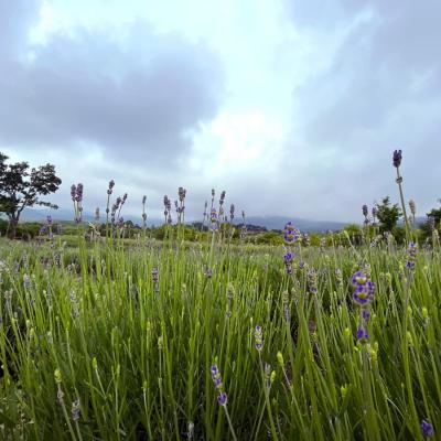 Tavaszi Levendulak 05